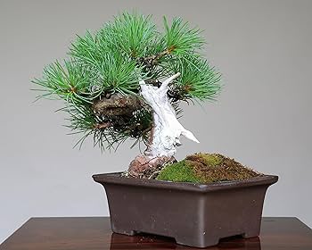 五葉松（かなり持ち込み古い） 五葉松（かなり持ち込み古い）インテリア用サイズ
